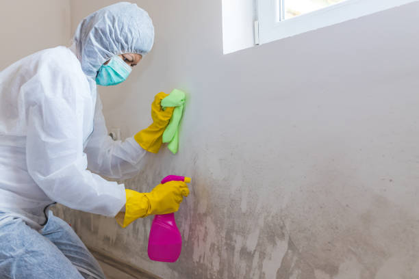 Best Mold Damage Restoration  in Marshall, TX